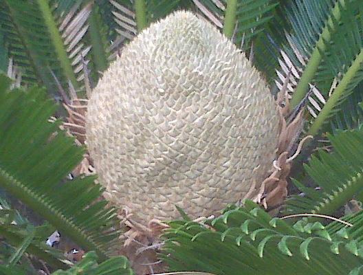 Photo of Sago Palm (Cycas revoluta) uploaded by Gymgirl