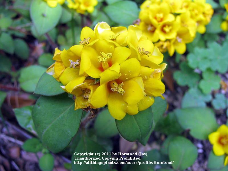 Photo of Golden Globe Loosestrife (Lysimachia congestiflora) uploaded by Horntoad
