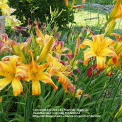 Location: My garden in Kentucky
Date: Jul 9, 2011 6:36 PM