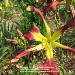 Location: Valley of the Daylilies in Lebanon, OH. Home of Dan (the hybridizer) and Jackie Bachman
Date: Jul 7, 2005 10:06 AM