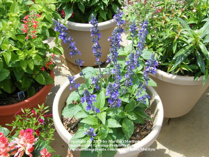Photo of Sage (Salvia Mystic Spires) uploaded by Marilyn