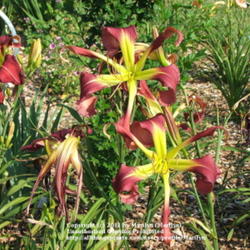 Location: Valley of the Daylilies in Lebanon, OH. Home of Dan (the hybridizer) and Jackie Bachman
Date: Jul 8, 2005 9:55 AM