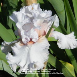 Location: My garden in Kentucky
Date: May 25, 2010 8:59 AM
Gorgeous Iris!