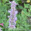 Love it!  I planted 3 plants of this Agastache and I'm so glad I 