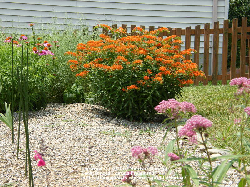 Photo of Butterfly Weed (Asclepias tuberosa 'Gay Butterflies') uploaded by Marilyn