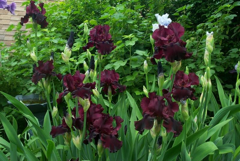 Photo of Tall Bearded Iris (Iris 'Rio Rojo') uploaded by Newyorkrita