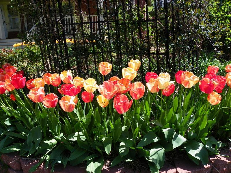 Photo of Darwin Hybrid Tulip (Tulipa 'Gudoshnik') uploaded by Newyorkrita