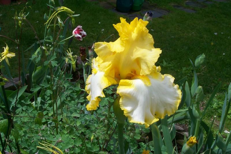 Photo of Tall Bearded Iris (Iris 'Highlighter') uploaded by Newyorkrita