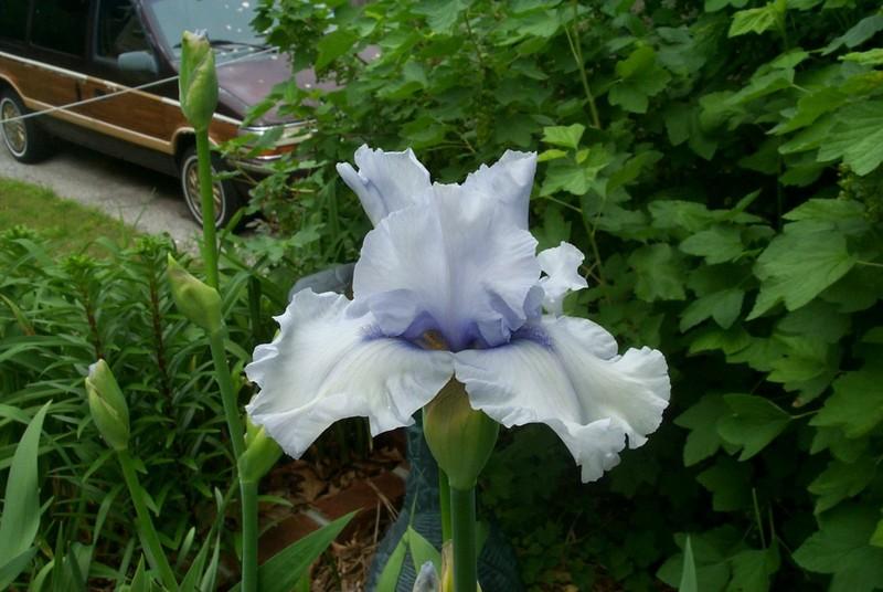 Photo of Tall Bearded Iris (Iris 'Winter Waltz') uploaded by Newyorkrita