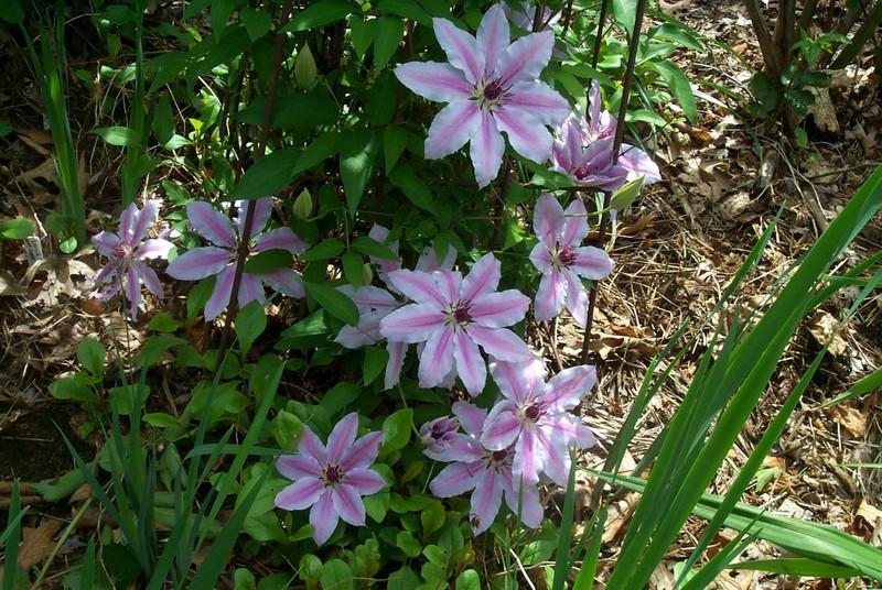 Photo of Clematis 'Nelly Moser' uploaded by Newyorkrita