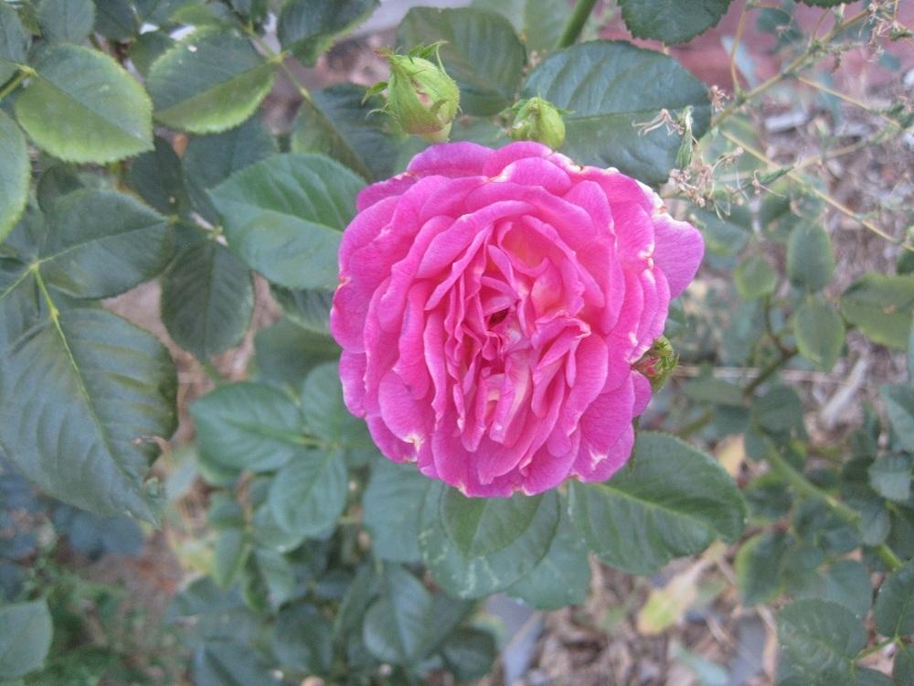 Photo of Rose (Rosa 'Outta the Blue') uploaded by Skiekitty