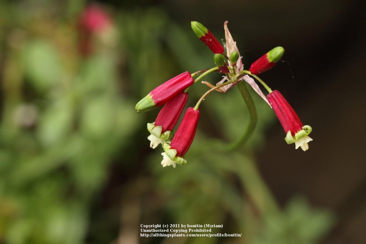 Photo of Firecracker Flower (Dichelostemma ida-maia) uploaded by bonitin