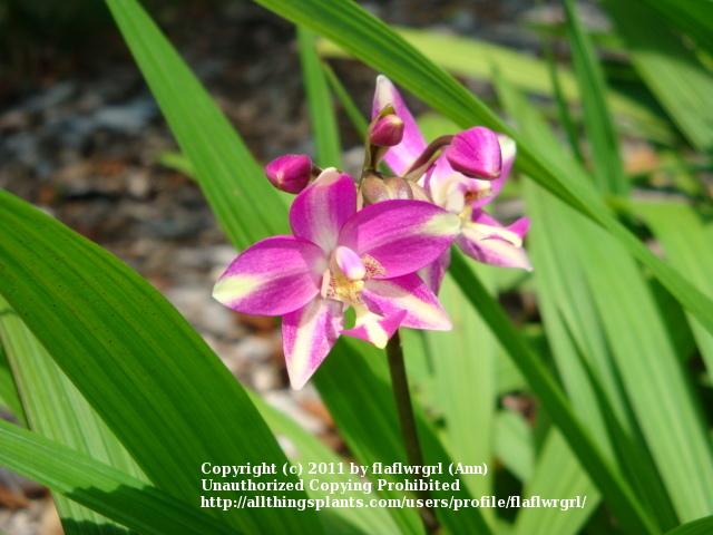 Photo of Philippine Ground Orchid (Spathoglottis plicata) uploaded by flaflwrgrl