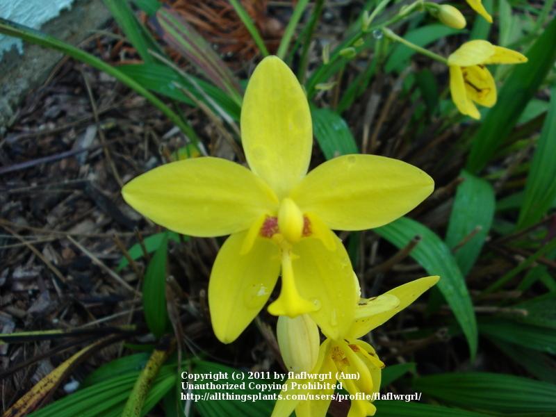 Photo of Philippine Ground Orchid (Spathoglottis plicata) uploaded by flaflwrgrl