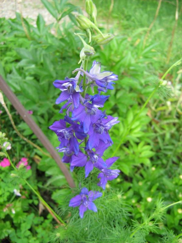 Photo of Larkspur (Consolida ajacis) uploaded by gardengus