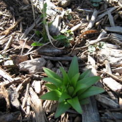 Location: Indiana  Zone 5
Date: Apr 11, 2008 4:35 AM
newly emerging in spring
