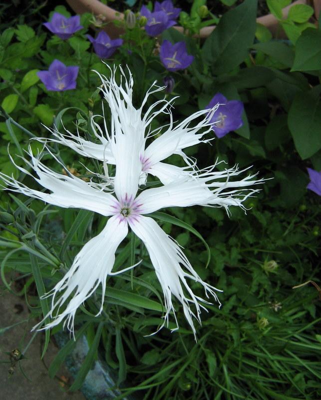 Photo of Dianthus 'Spooky Mix' uploaded by gardengus
