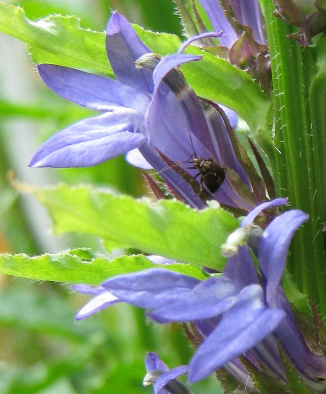 Photo of Great Blue Lobelia (Lobelia siphilitica) uploaded by gardengus