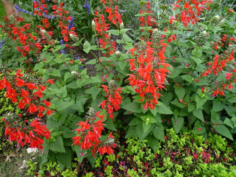 Photo of Scarlet Sage (Salvia coccinea 'Lady in Red') uploaded by indygardengal