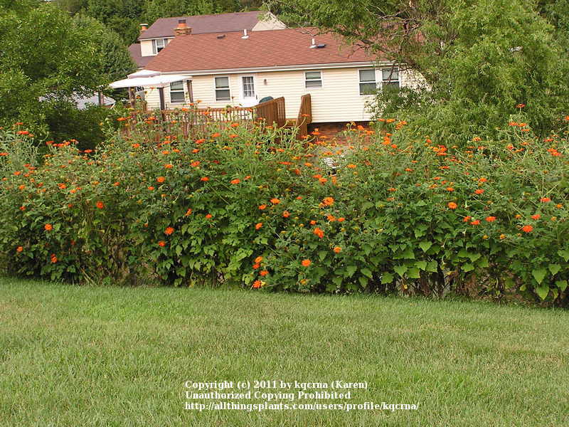 Photo of Mexican Sunflower (Tithonia rotundifolia 'Torch') uploaded by kqcrna
