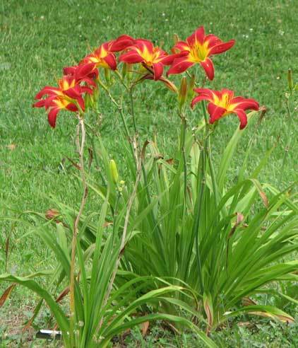 Photo of Daylily (Hemerocallis 'Point of View') uploaded by mlt