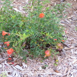 Location: Texas
Dwarf Pomegranate Fruit and flower at the same time