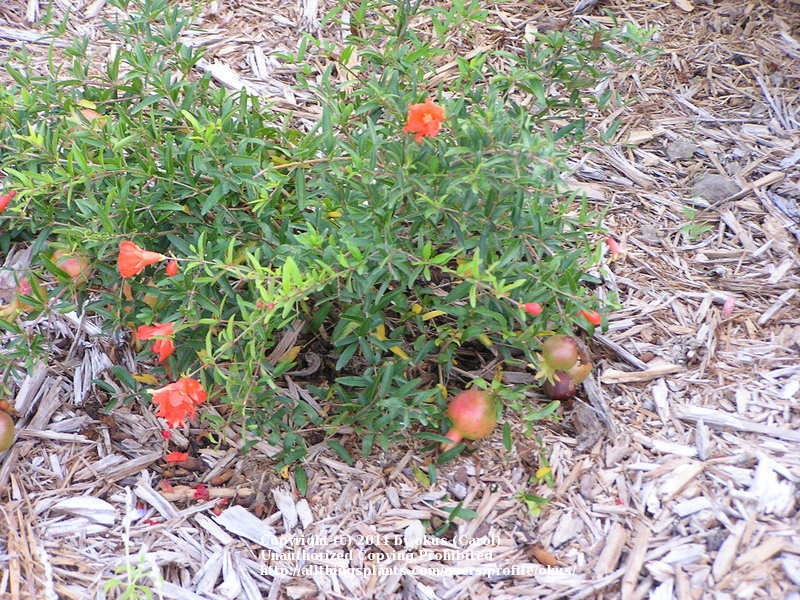 Photo of Dwarf Pomegranate (Punica granatum 'Nana') uploaded by okus