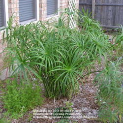Location: Texas
papyrus plant ( Umberella grass)