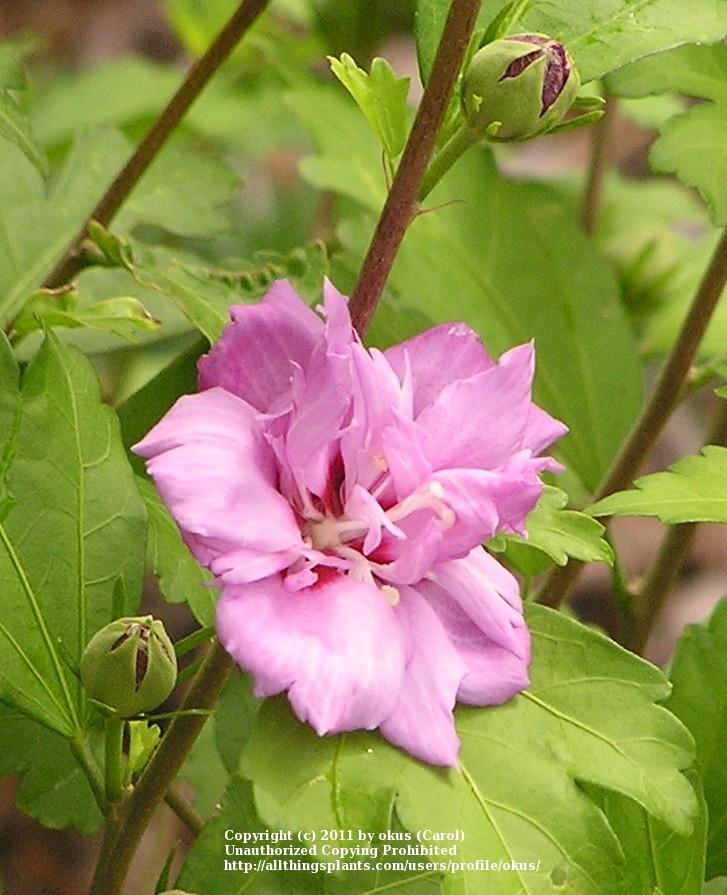 Photo of Roses of Sharon (Hibiscus syriacus) uploaded by okus