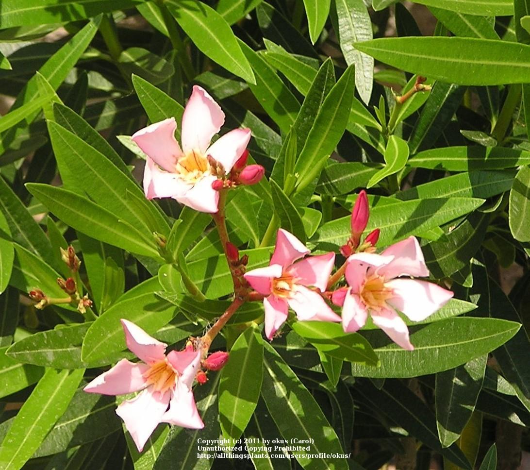 Photo of Oleander (Nerium oleander 'Turner's Carnival') uploaded by okus