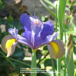 Location: Lincolnshire, England, UK
Date: Jun 9, 2008 8:48 AM
Two coloured Dutch Iris
