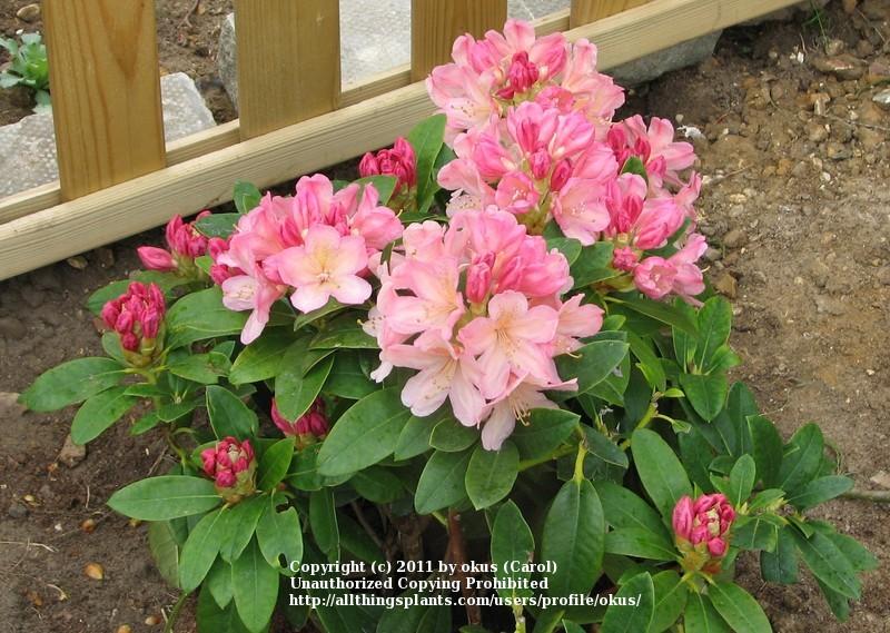 Photo of Rhododendron 'Percy Wiseman' uploaded by okus