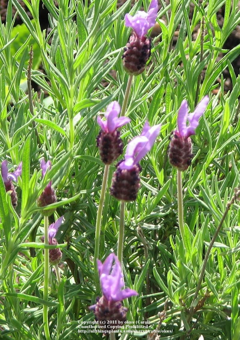 Photo of Spanish Lavender (Lavandula stoechas) uploaded by okus