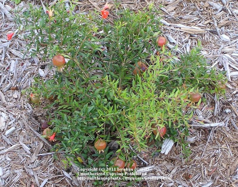 Photo of Dwarf Pomegranate (Punica granatum 'Nana') uploaded by okus