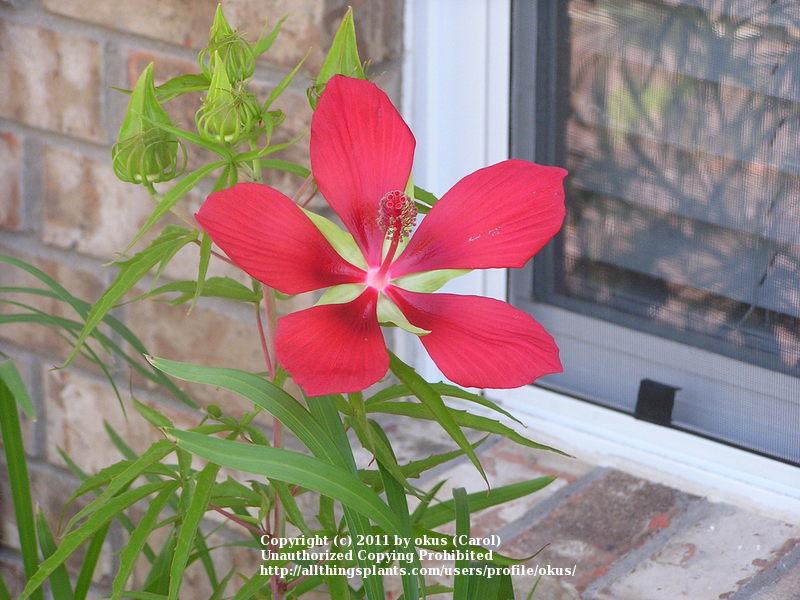 Photo of Texas Star (Hibiscus coccineus) uploaded by okus