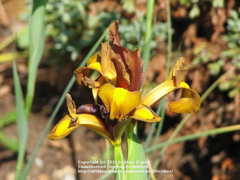 Photo of Dutch Iris (Iris x hollandica) uploaded by okus
