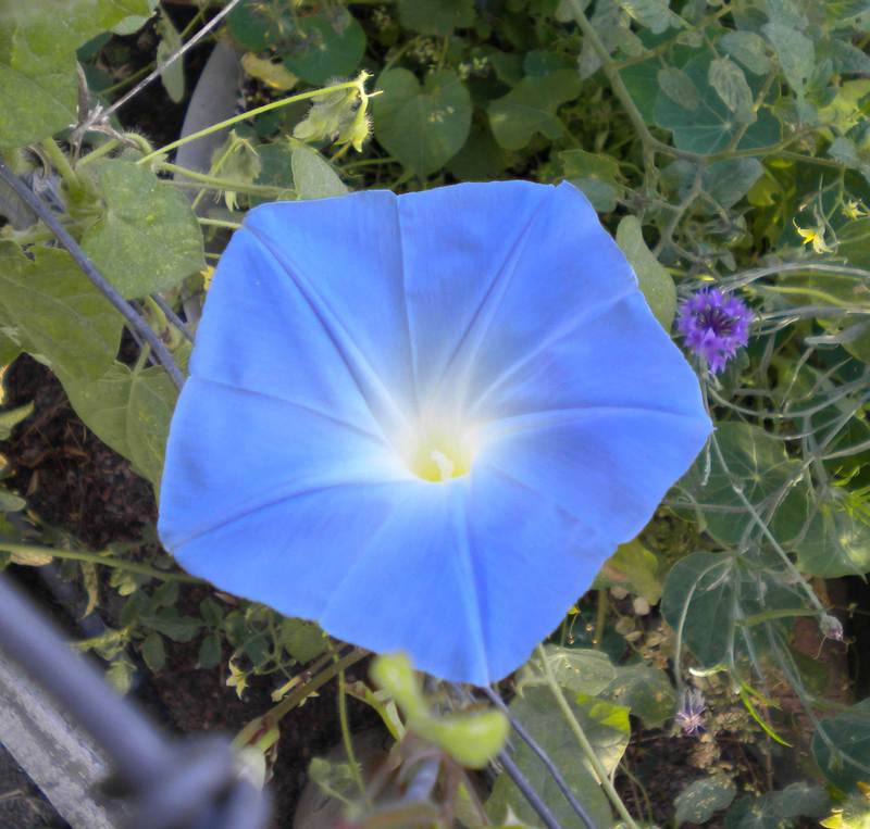 Photo of Morning Glory (Ipomoea tricolor 'Heavenly Blue') uploaded by woofie