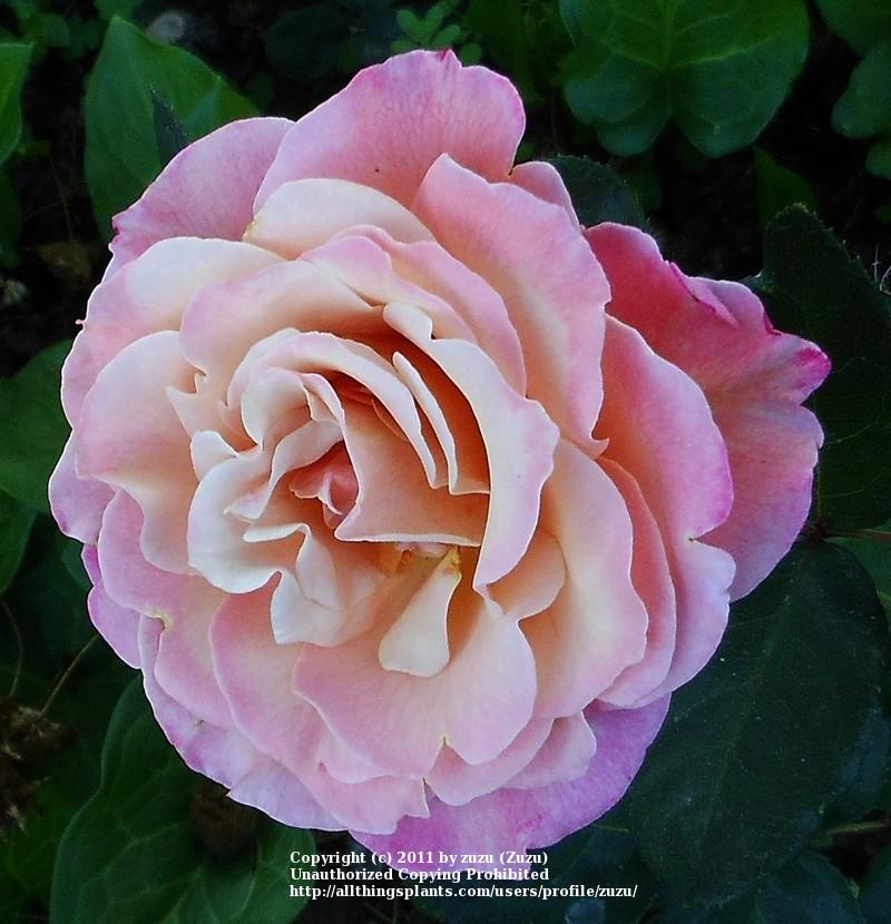 Photo of Rose (Rosa 'Almondeen') uploaded by zuzu