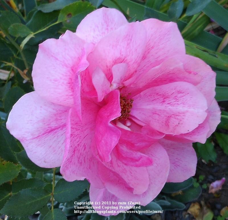 Photo of Rose (Rosa 'Malaguena') uploaded by zuzu