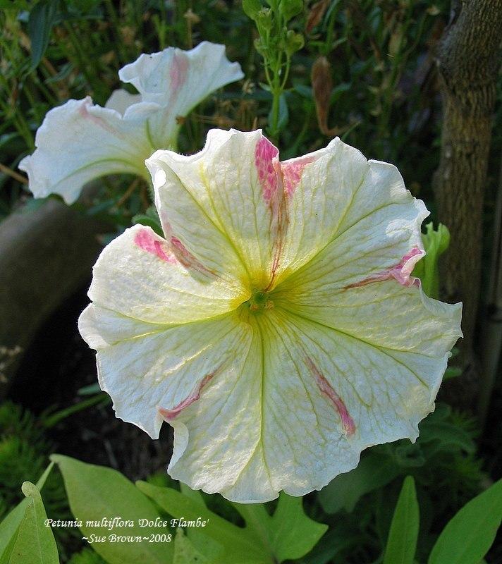 Photo of Petunia 'Dolce Flambe' uploaded by Calif_Sue