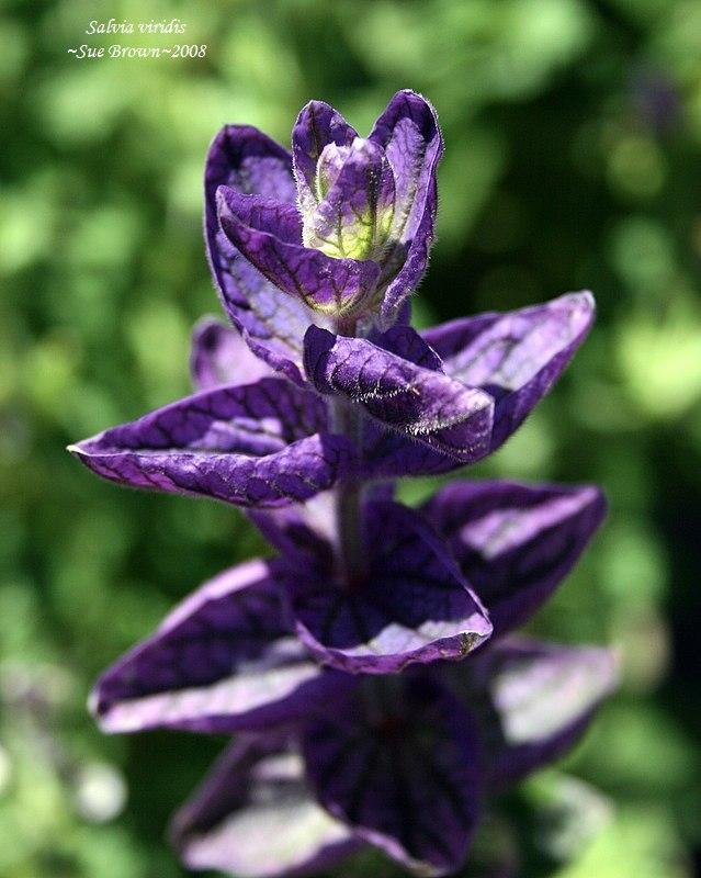 Photo of Salvia (Salvia viridis) uploaded by Calif_Sue