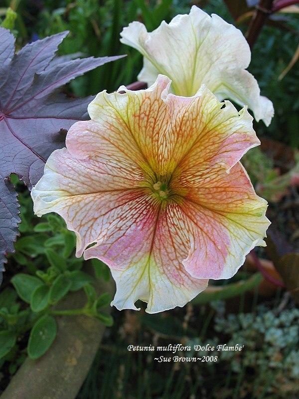 Photo of Petunia 'Dolce Flambe' uploaded by Calif_Sue