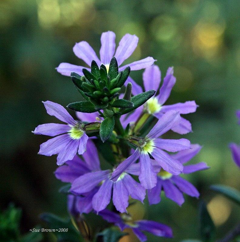 Photo of Fan Flower (Scaevola aemula 'Blue Wonder') uploaded by Calif_Sue