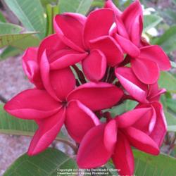 Location: Southwest Florida
Date: summer 2011
Beautiful pure red flowers, a very generous bloomer. Compact Tree