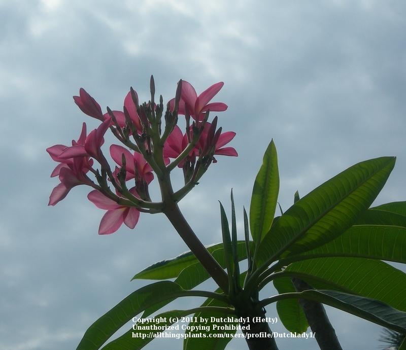Photo of Plumeria (Plumeria rubra 'Miami Rose') uploaded by Dutchlady1