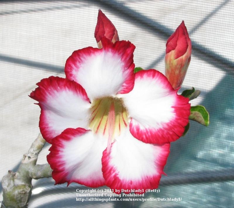 Photo of Desert Rose (Adenium obesum 'Poseidon') uploaded by Dutchlady1
