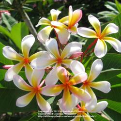 Location: Southwest Florida
Date: summer 2011
aka 'Oz White Pinwheel', this beautiful Australian variety has mo