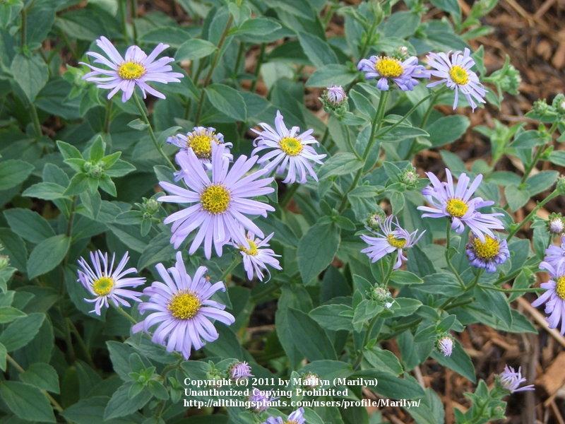 Photo of Aster (Aster x frikartii 'Monch') uploaded by Marilyn