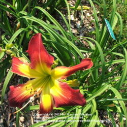 Location: Valley of the Daylilies in Lebanon, OH. Home of Dan and Jackie Bachman
Date: Jul 7, 2005 10:28 AM