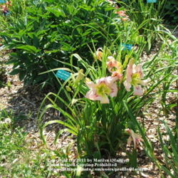 Location: Valley of the Daylilies in Lebanon, OH. Home of Dan and Jackie Bachman
Date: Jul 7, 2005 11:48 AM
